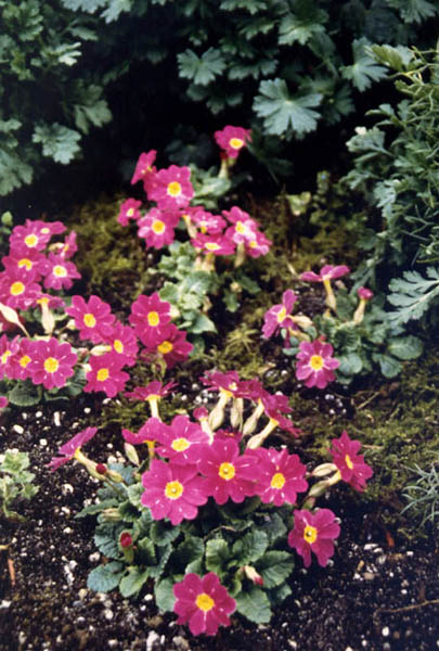 Primula x juliae 'Wanda'